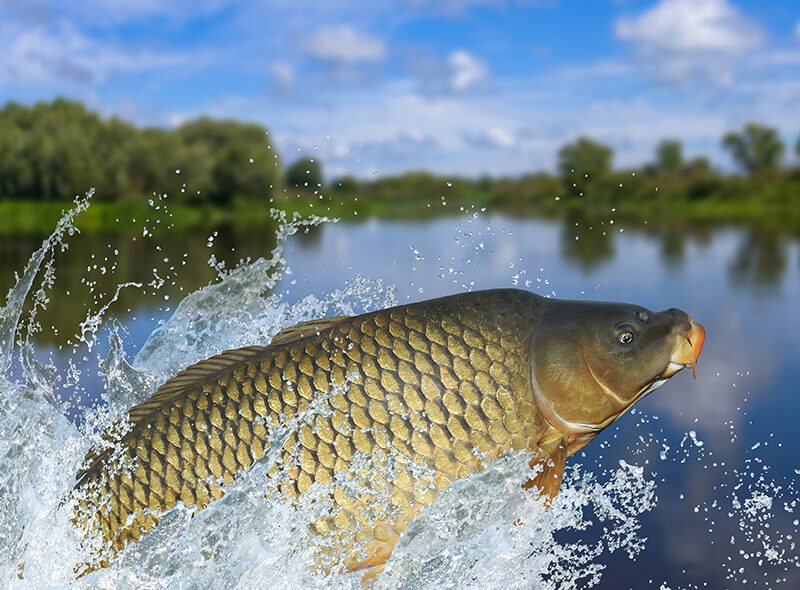 Experience Fishing
